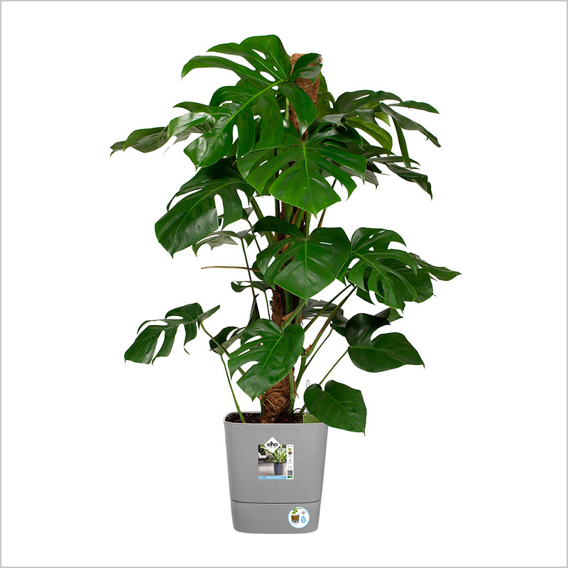 Elho-Greensense Aqua Care Square