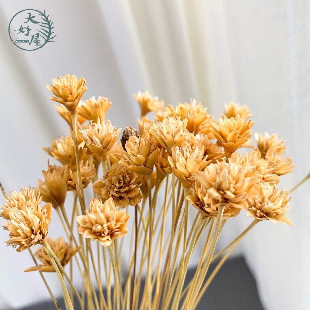 乾燥 永生 小山花【大】