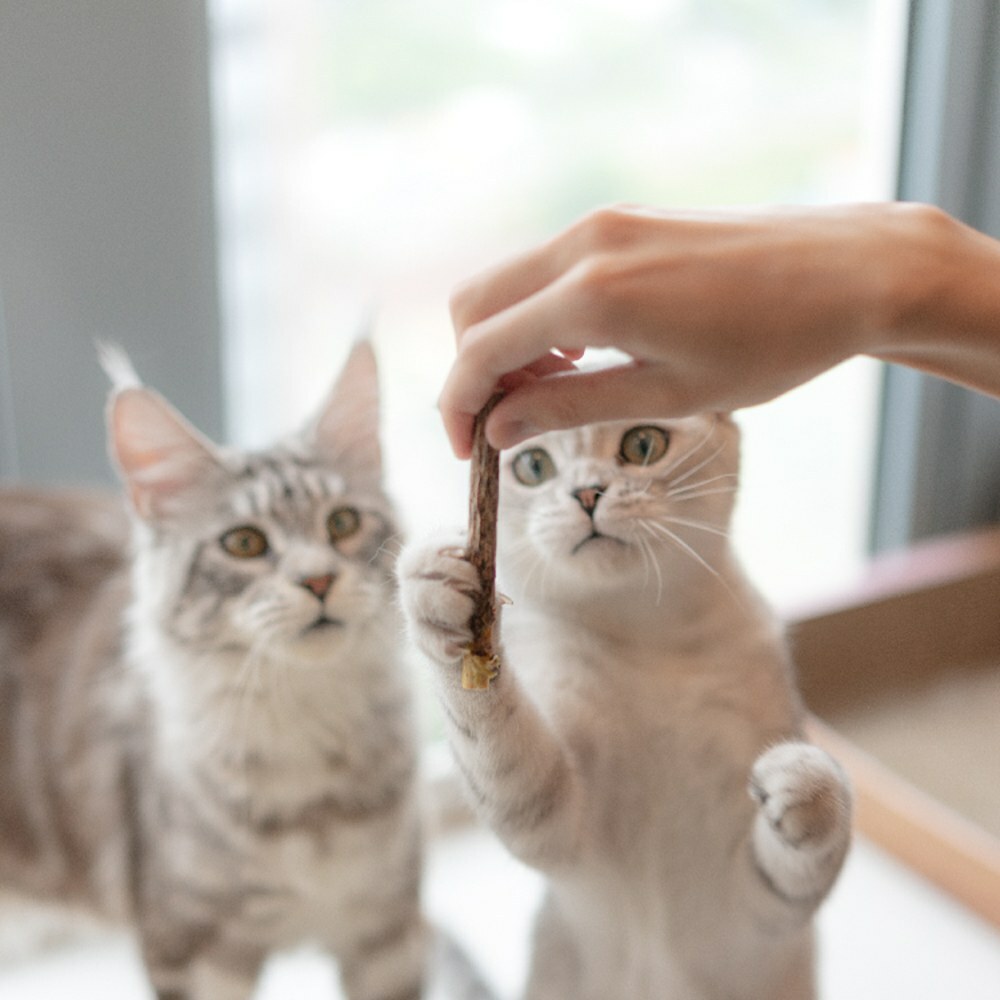 pidan 木天蓼潔齒棒