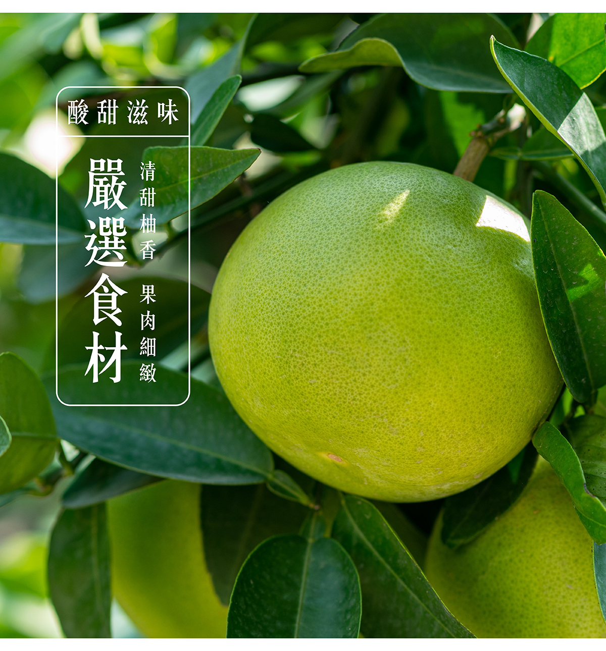 簡單李中秋禮盒，星辰夢境款，嚴選食材果肉細緻