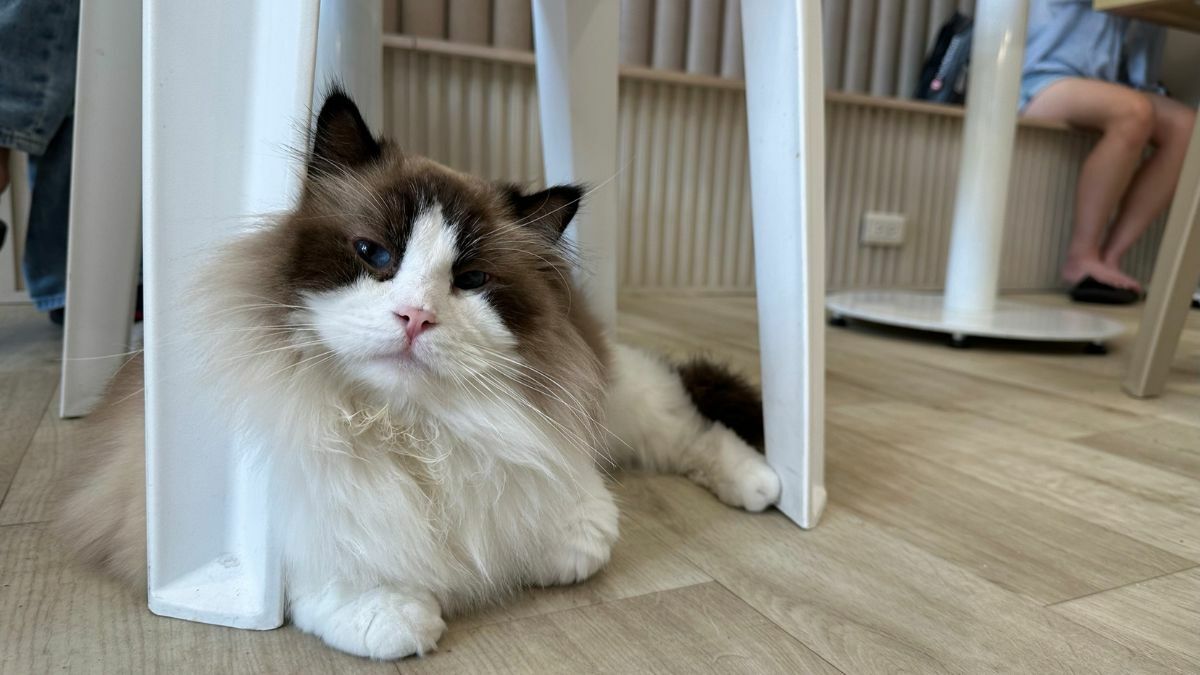 BICABICA布偶貓咖啡廳