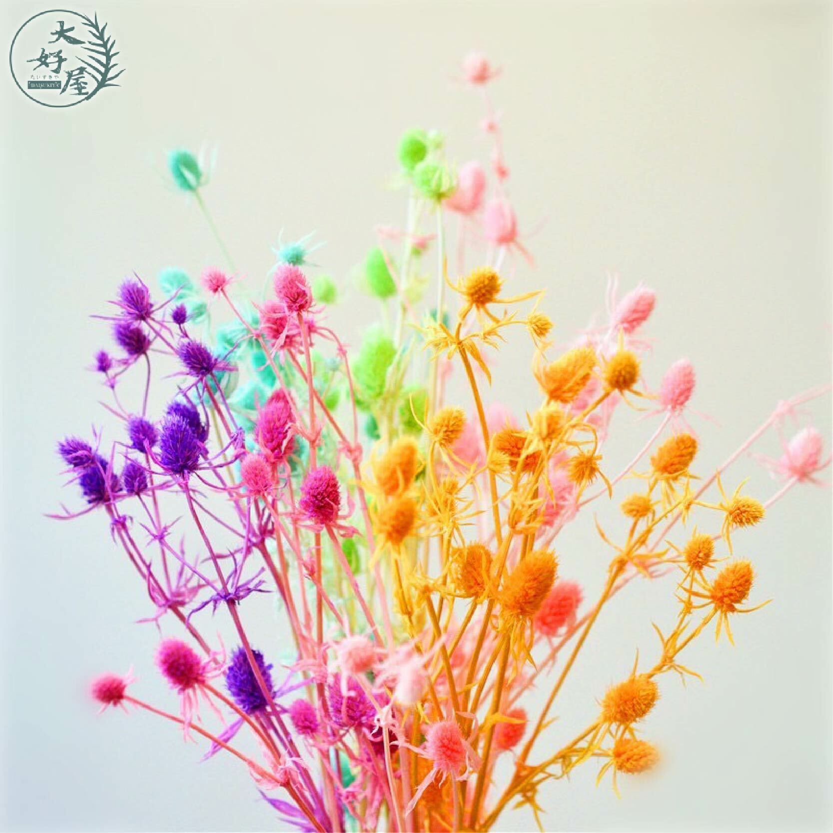 永生紫薊 / 刺芹【大】