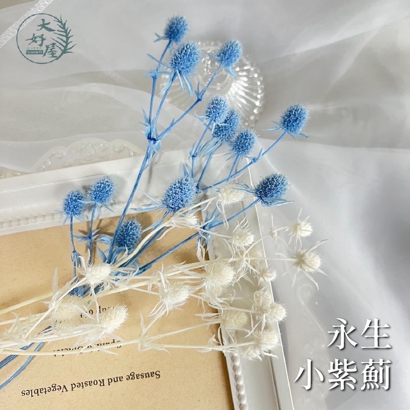 永生紫薊 / 刺芹【10g裝】