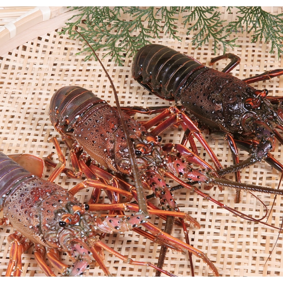 日本鮮伊勢海老