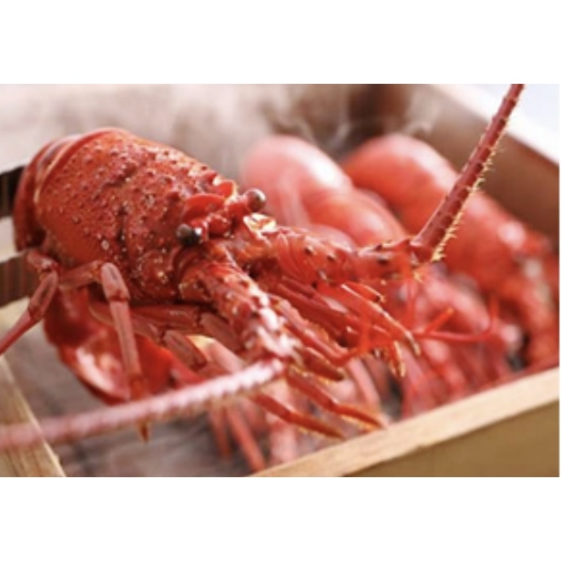 日本鮮伊勢海老