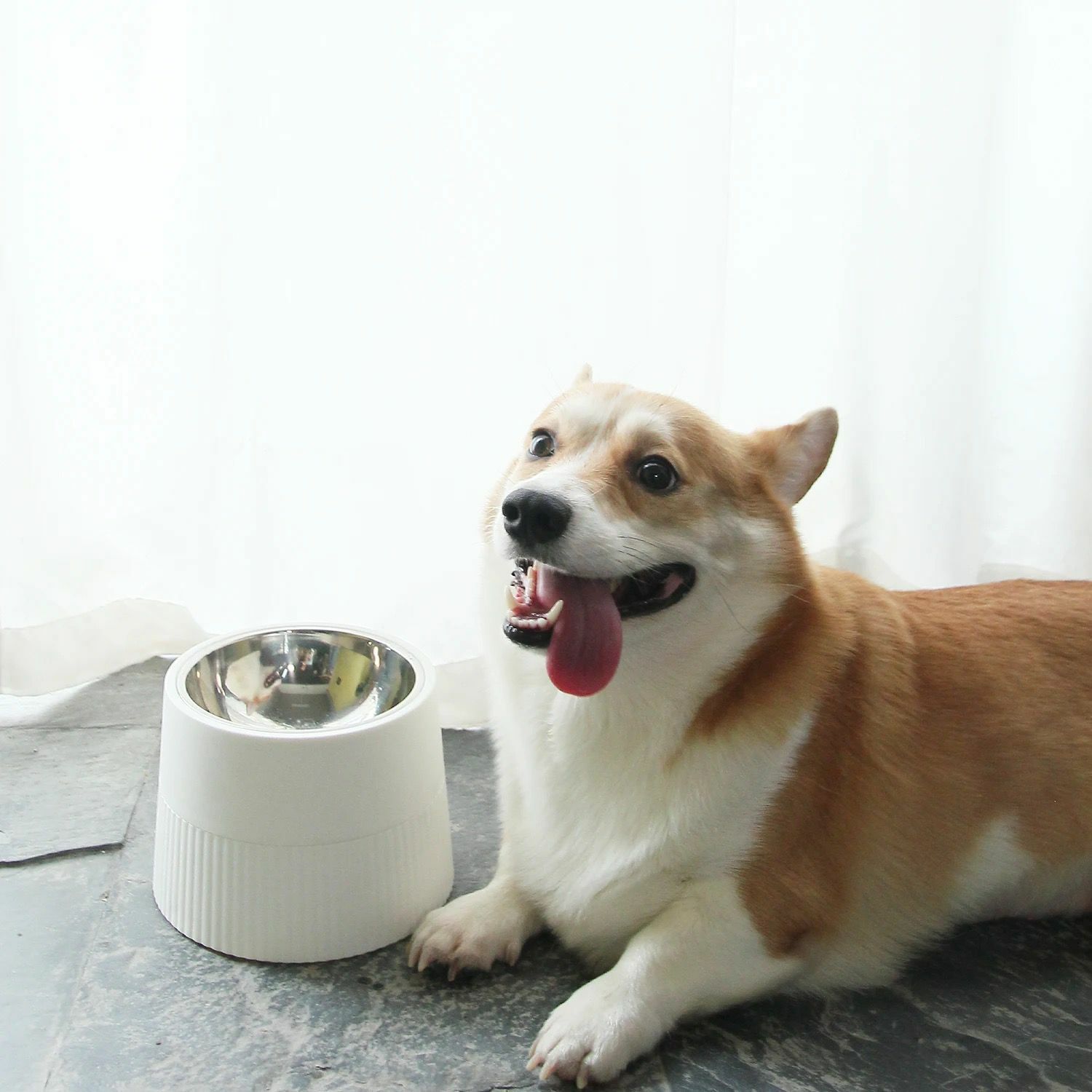 MSBC Stainless Steel Elevated Dog Bowl - Black