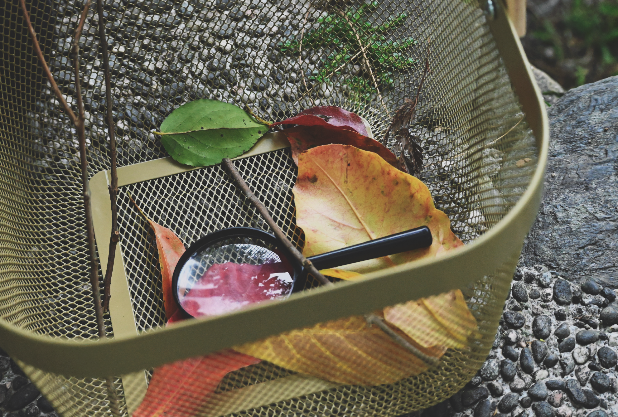 小青山舉辦母親節親子活動-找作卡片的葉子