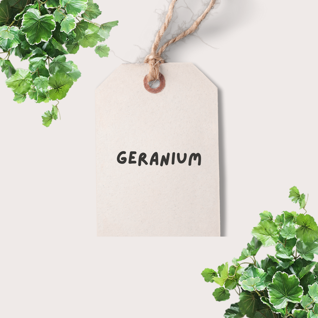 Geranium