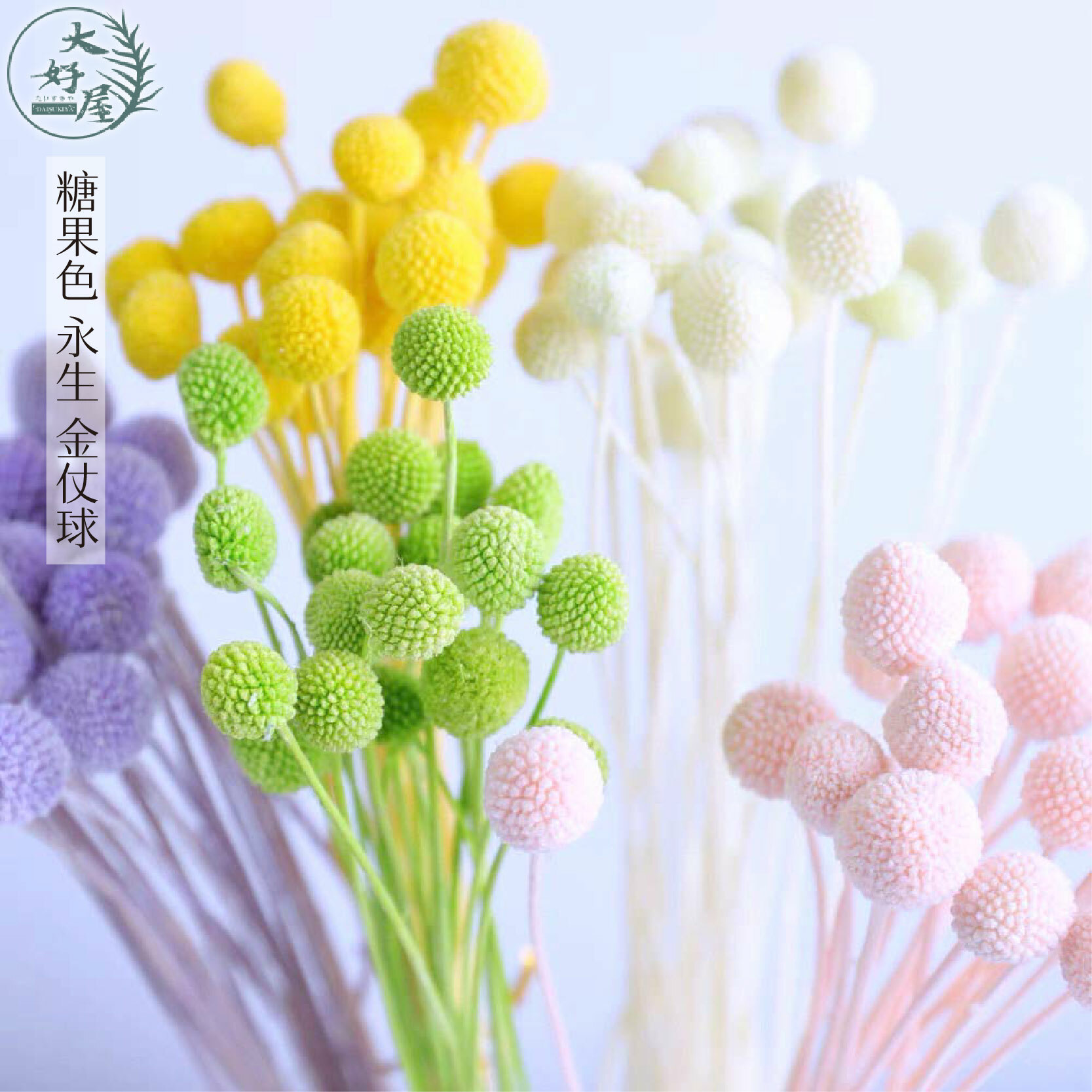 永生 乾燥 金杖球