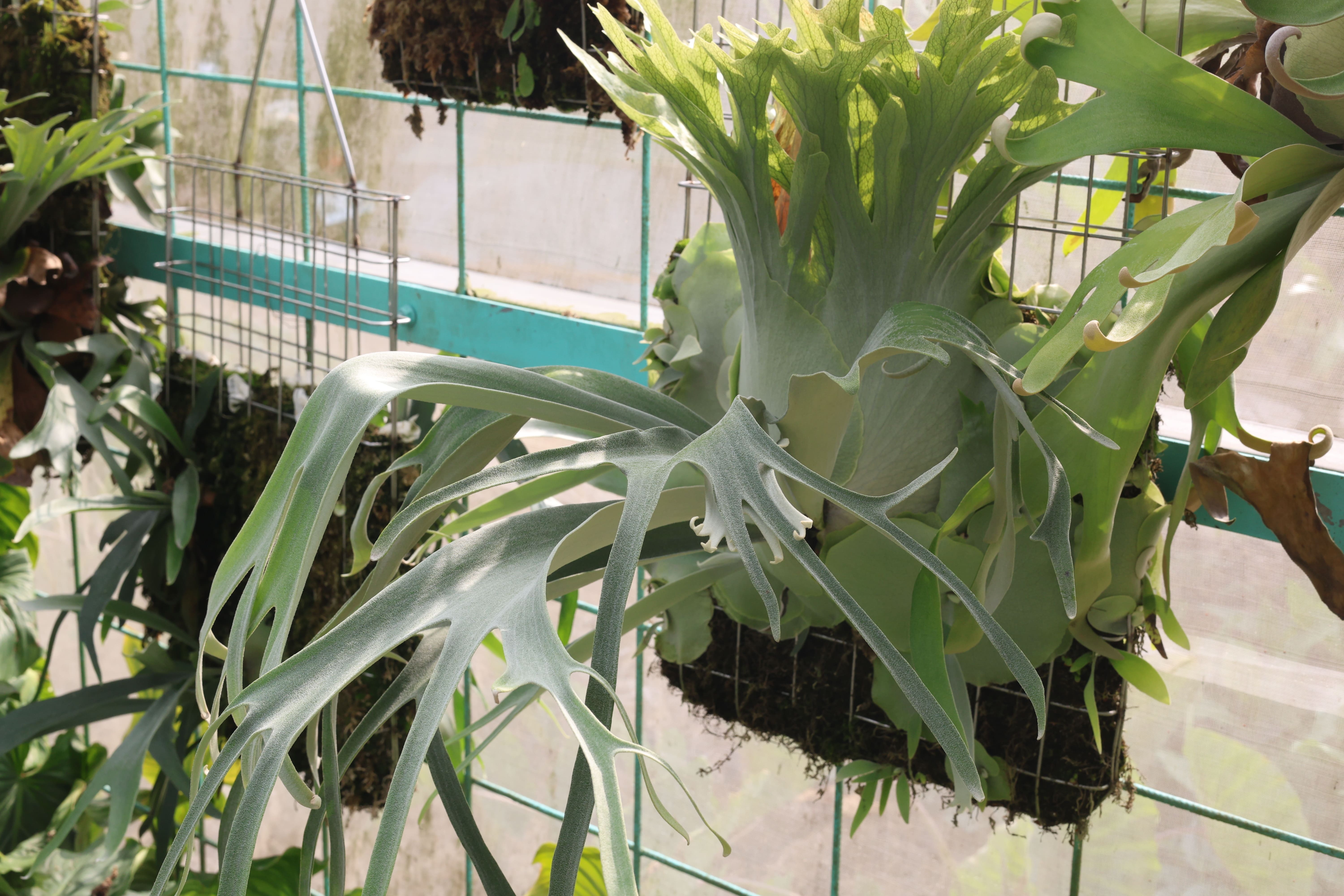 【希少品種】P.veitchii wild Aus#2（OC） 希少品種】P.veitchii wild Aus#2（OC） 希少品種】P.veitchii