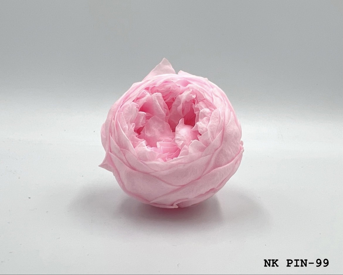 厄瓜多 Roseamor XL 庭園玫瑰 - 6朵裝