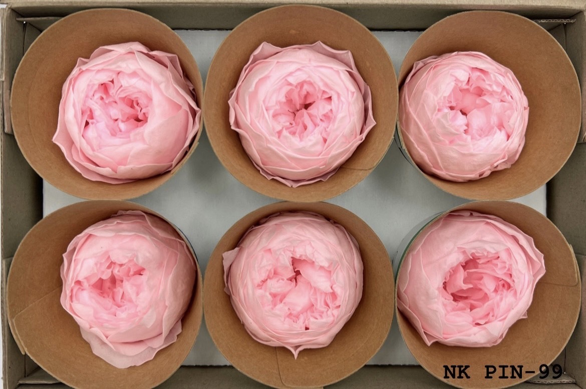 厄瓜多 Roseamor XL 庭園玫瑰 - 6朵裝