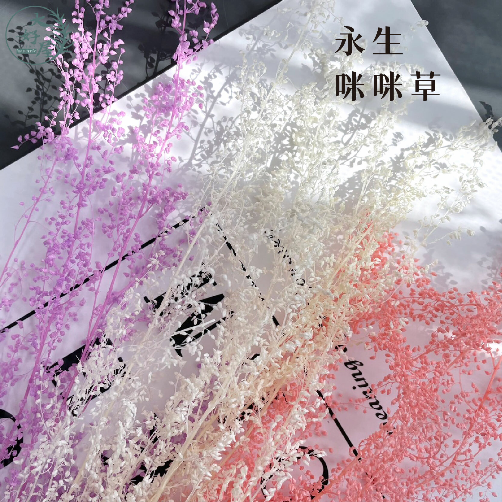 永生咪咪草【小束裝】