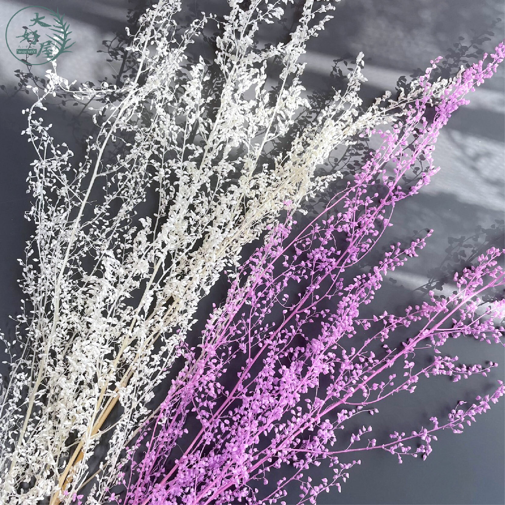 永生咪咪草【小束裝】