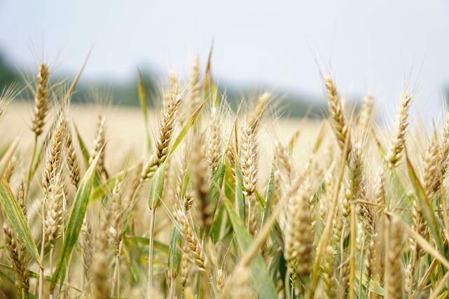 穀維素主要存於糙米或胚芽的外殼中，是高度的營養素之一。