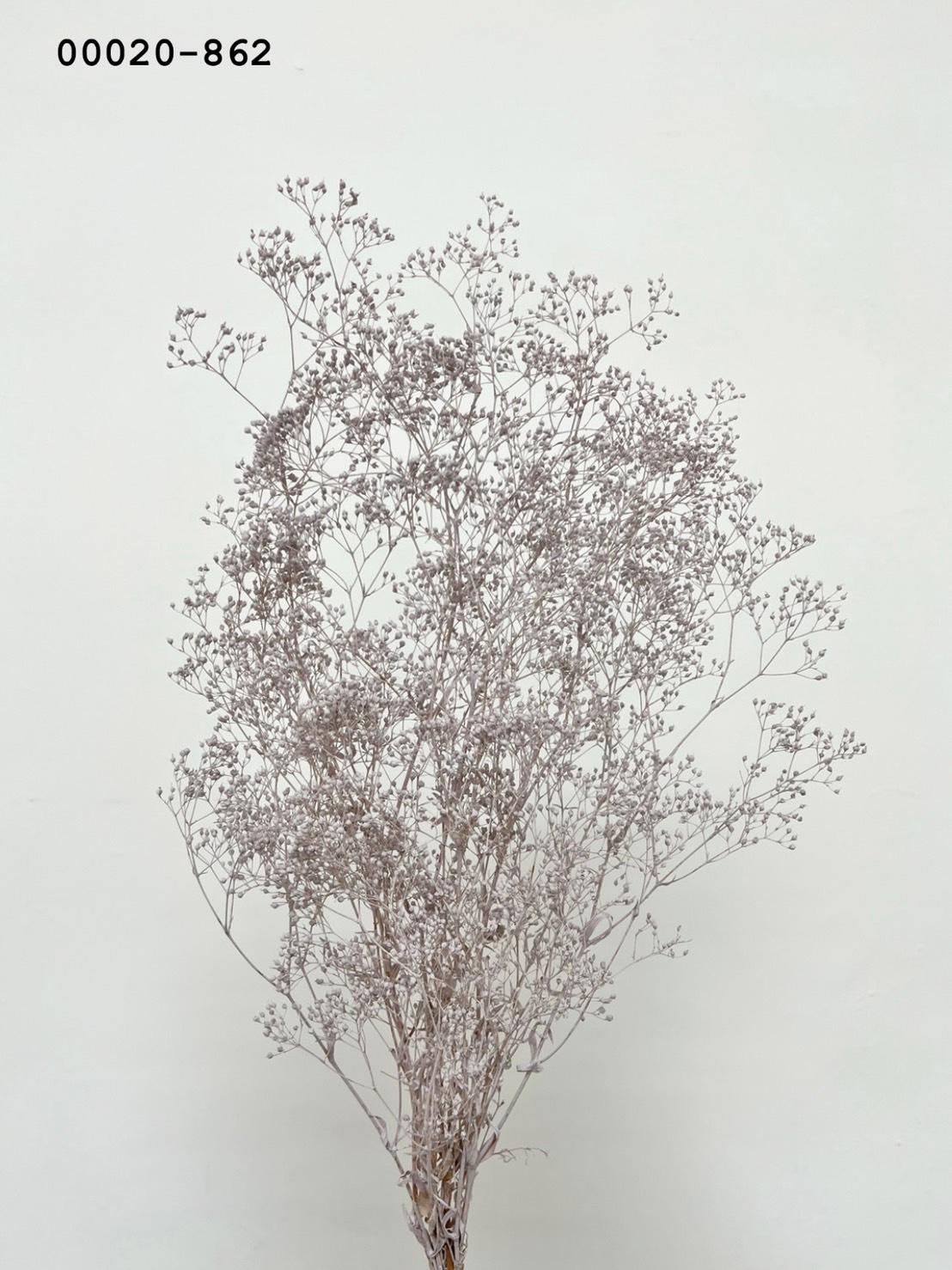 日本不凋迷你滿天星 00020-862