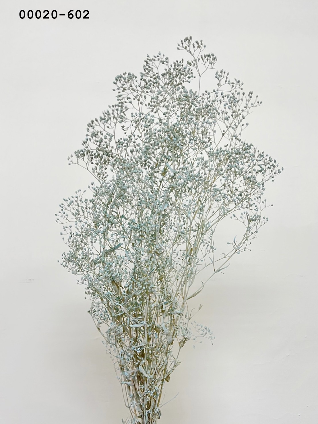 日本不凋迷你滿天星 00020-602