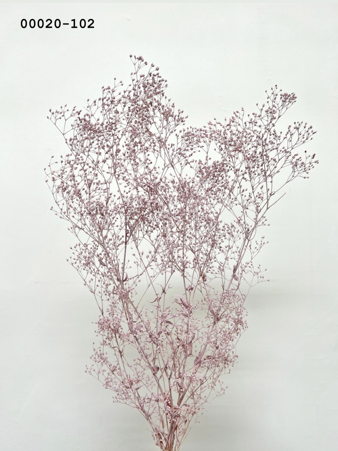 日本不凋迷你滿天星 00020-102