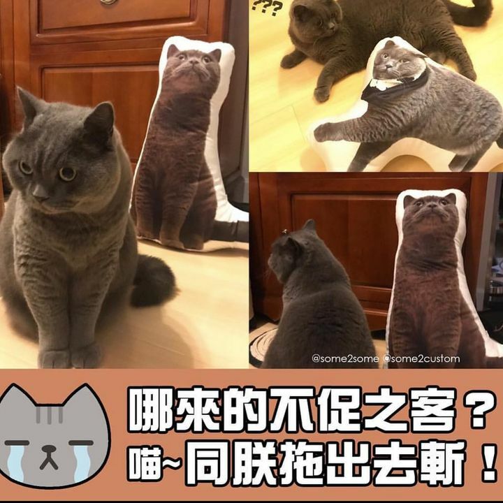 🌟寵物抱枕🌟 (全身 / 大頭)