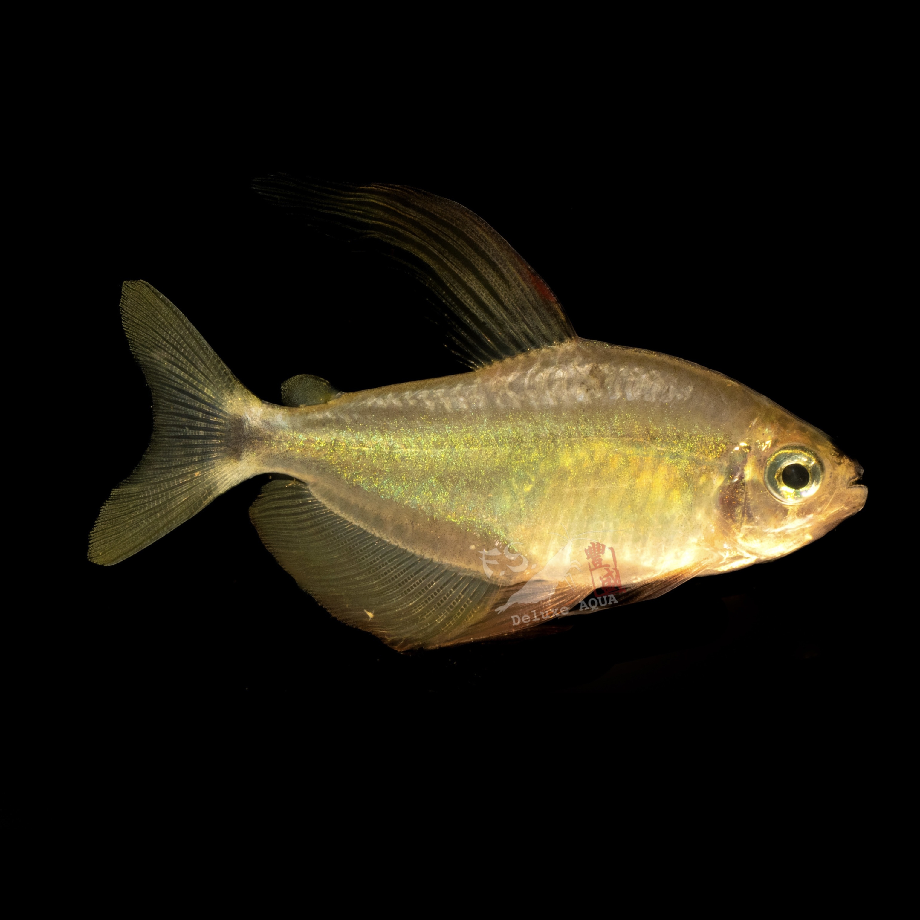 粉黃蝴蝶凱蒂燈