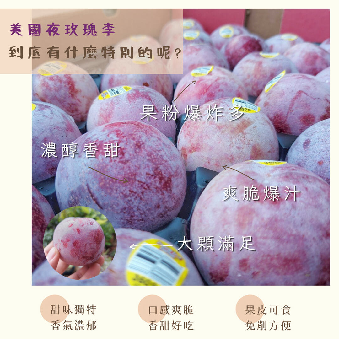 美國加州夜玫瑰李