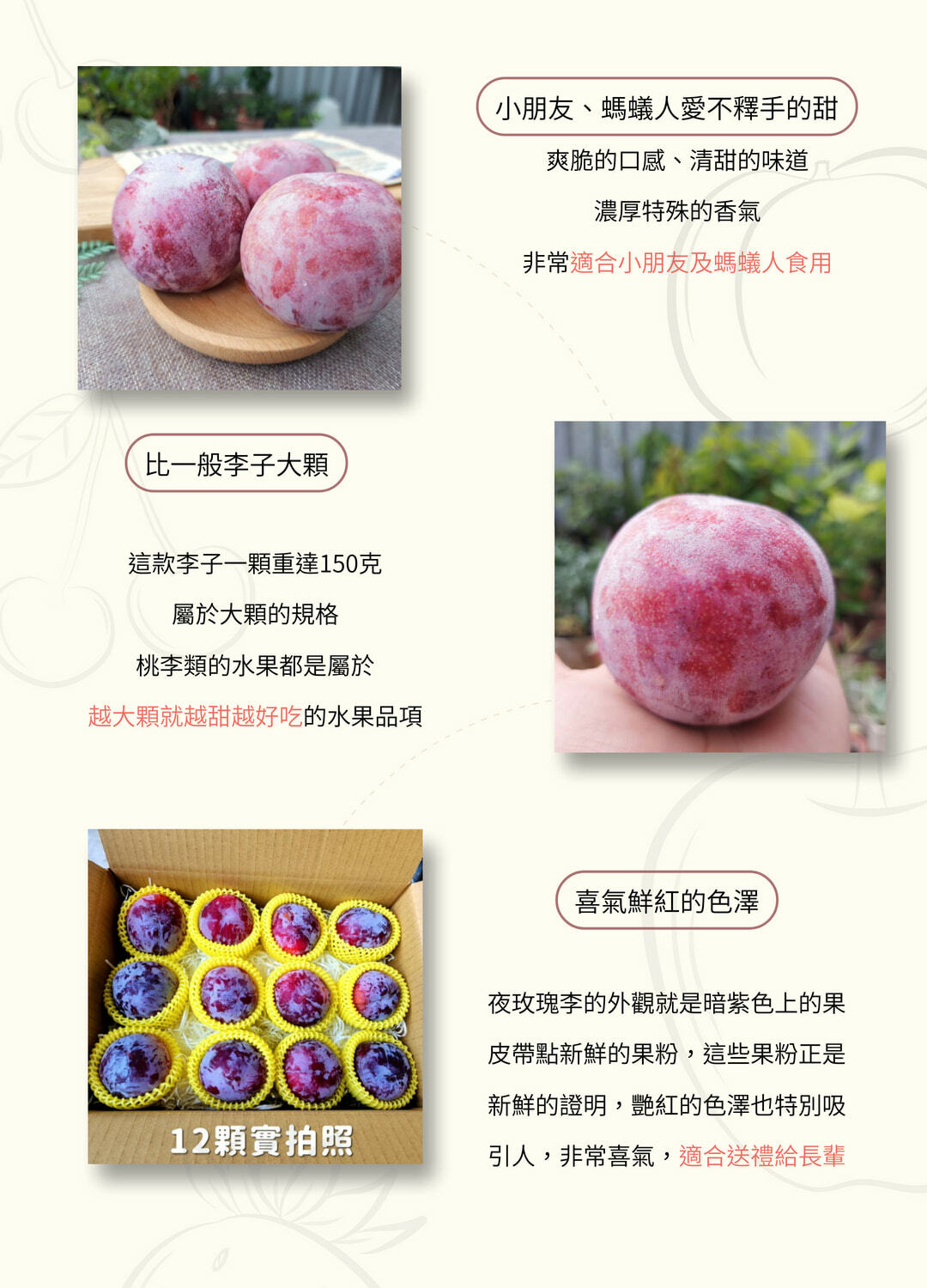美國加州夜玫瑰李
