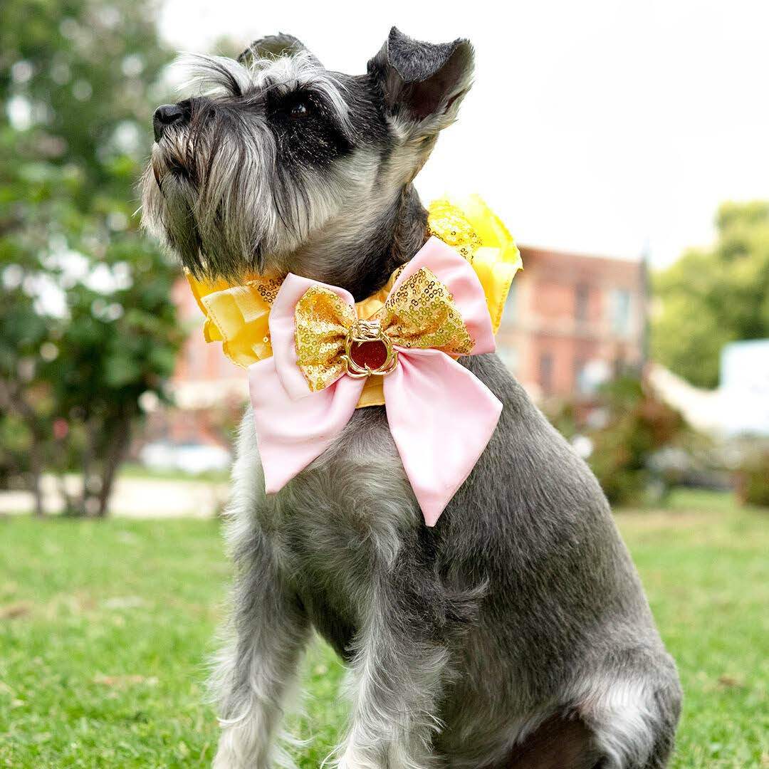 Belle Premium Disney Collar for Pets