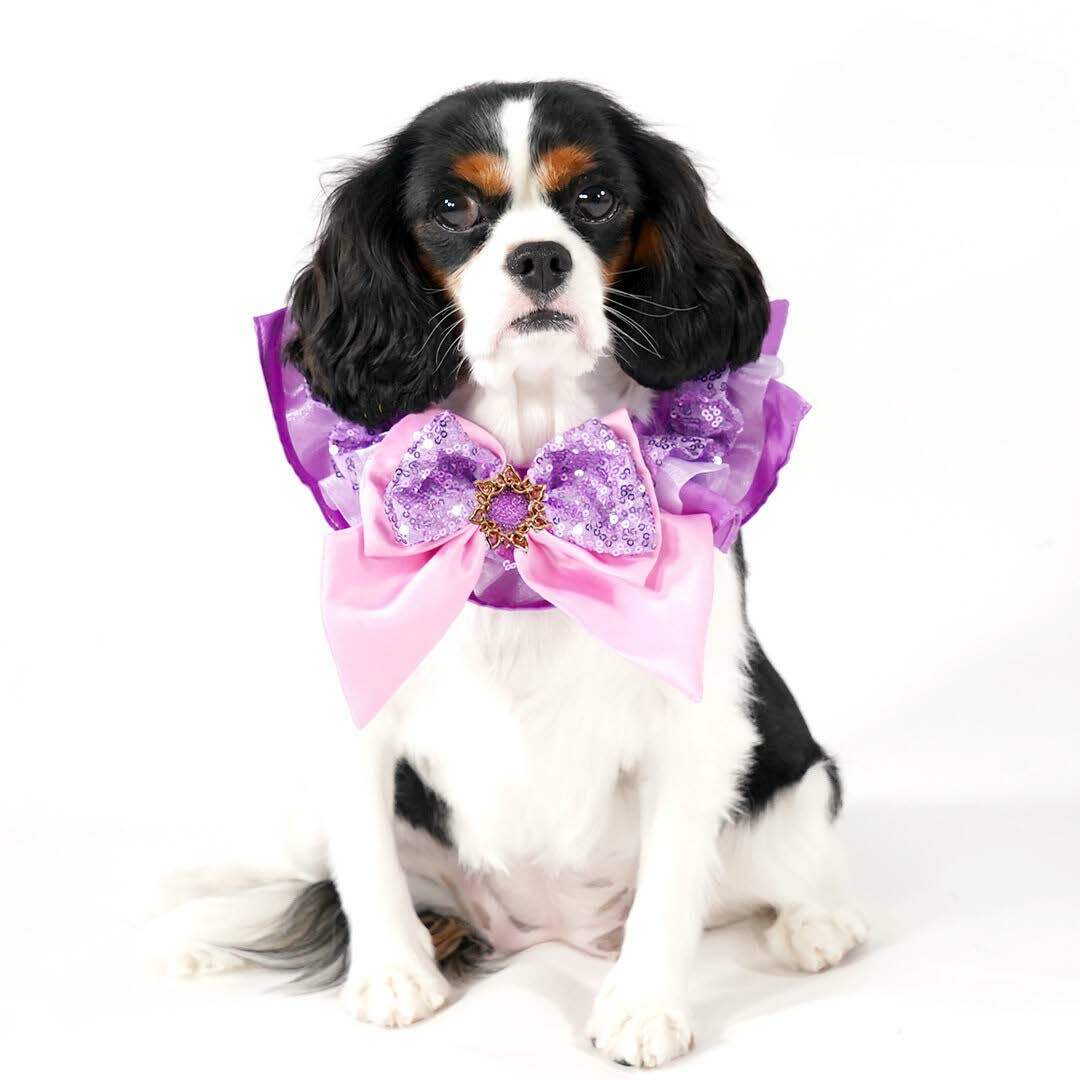 Rapunzel Premium Disney Collar for Pets