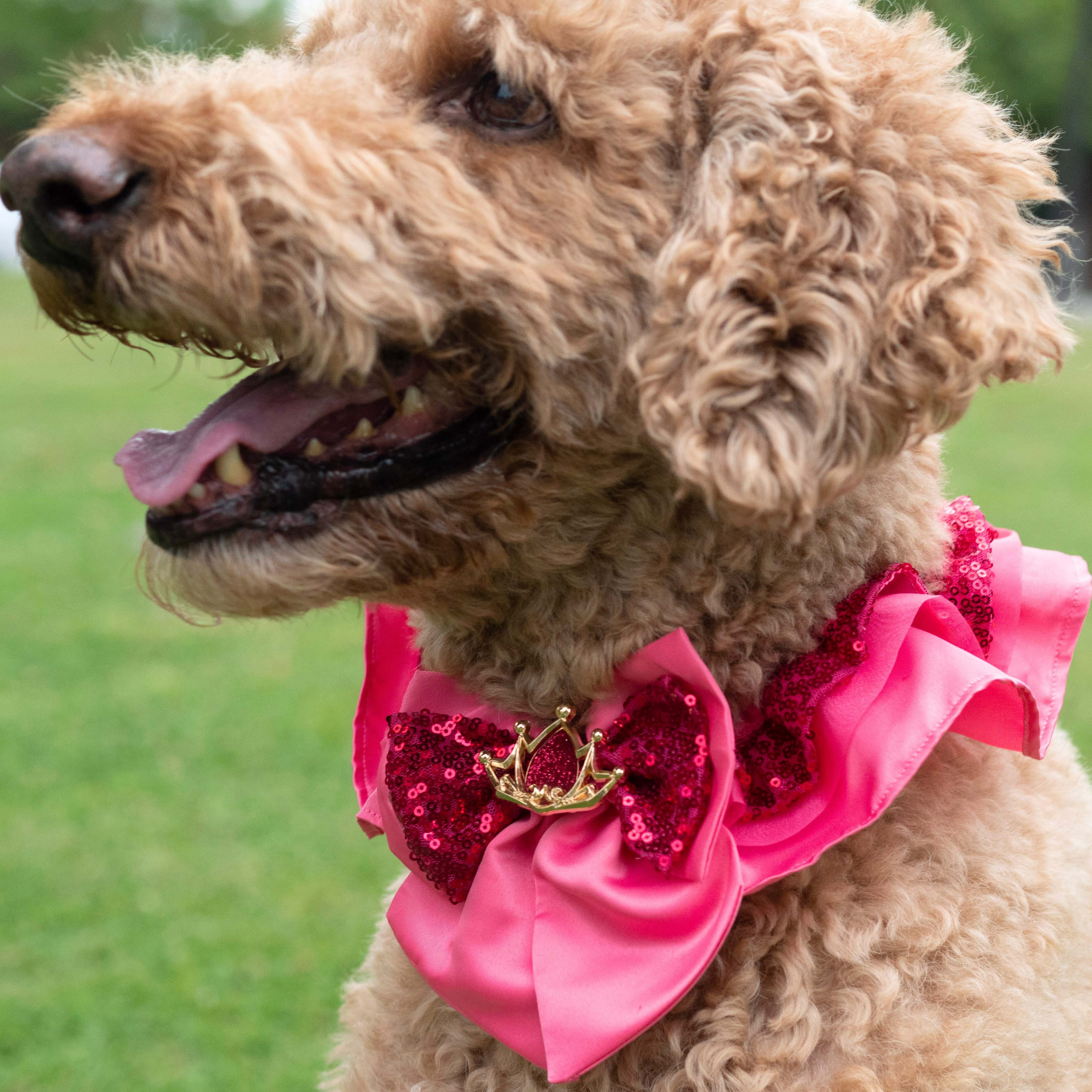 Aurora Premium Disney Collar for Pets