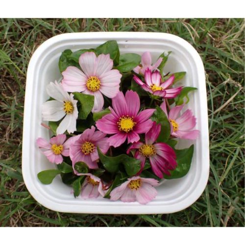 Homegrown Foods Organic Single Edible Flowers Cosmos
