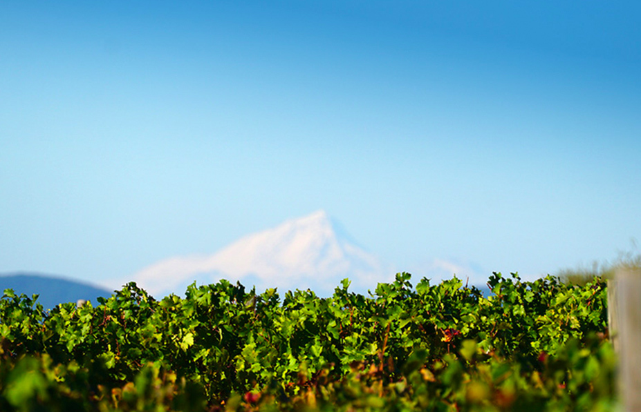 Alto Cachapoal, Aristos wine