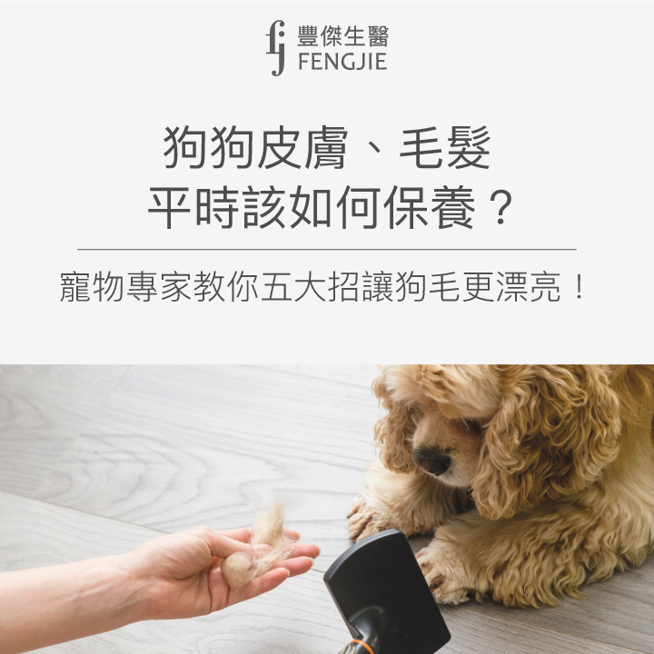 狗狗皮膚、毛髮平時該如何保養?寵物專家教你五大招讓狗毛更漂亮！