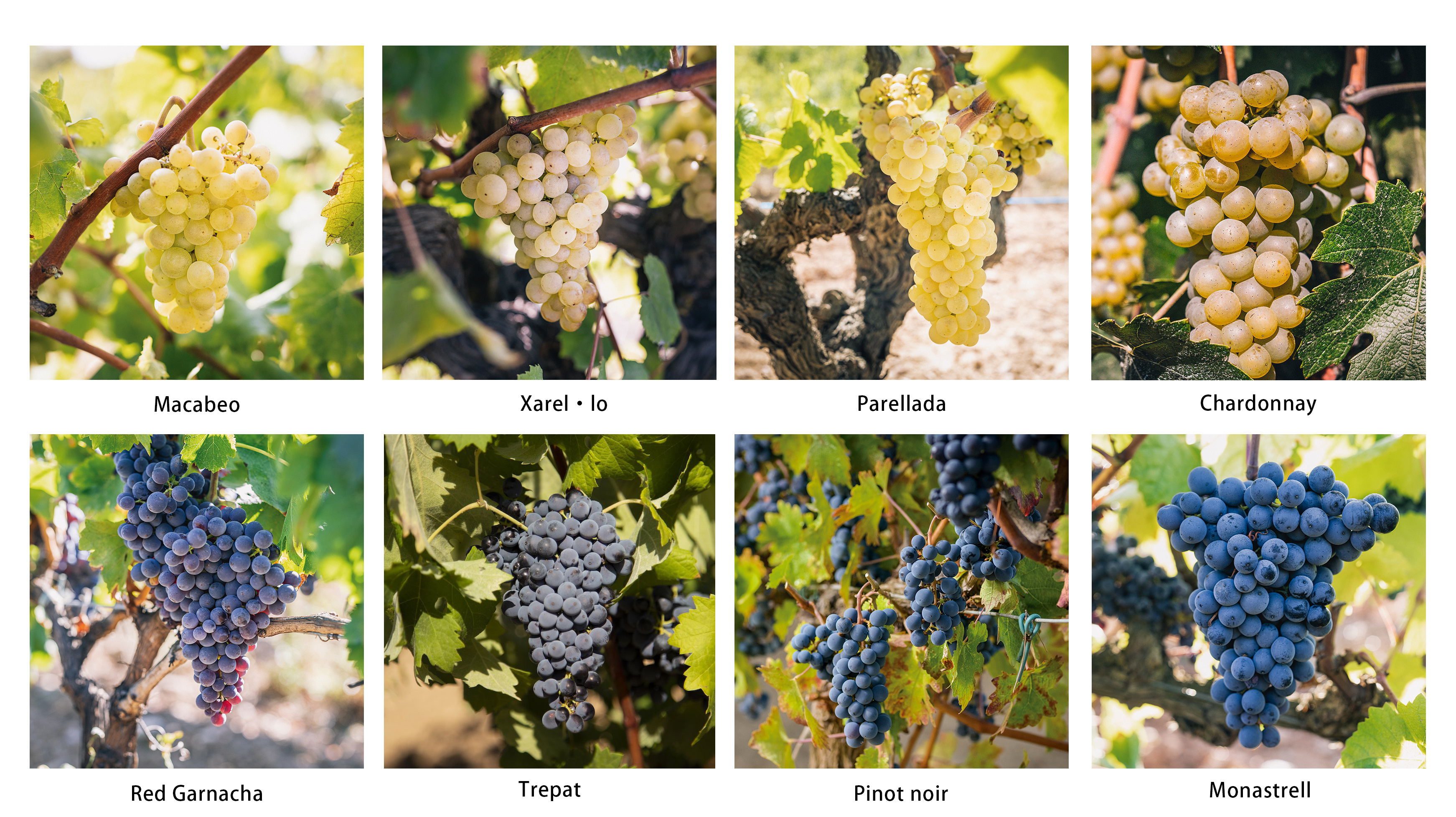 cava, 卡瓦, 西班牙氣酒, 傳統法, Traditaionl Method, 瓶中二次發酵, 酵母, 香檳, on lees, Macabeo, Cava Paraje Calificado, Catalunya, Sparkling wine