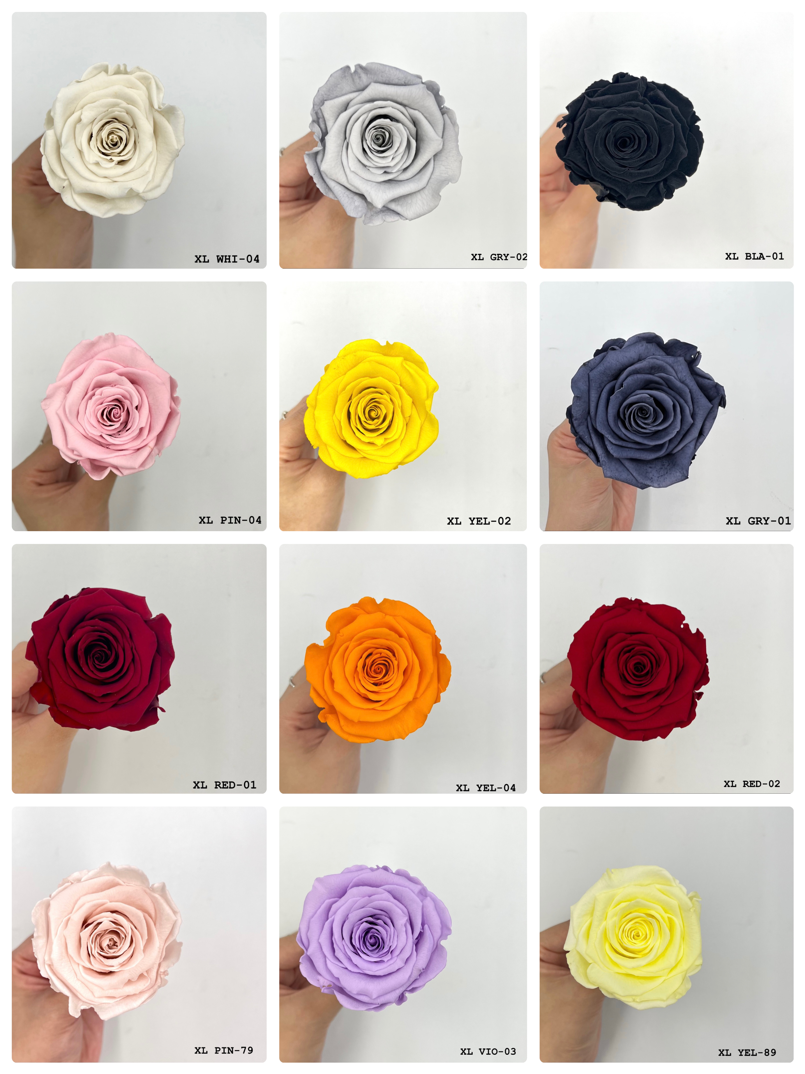 厄瓜多 Roseamor XL 單色系列 - 6朵裝