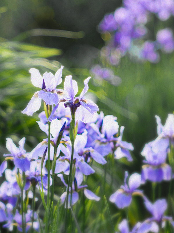 Iris Garden