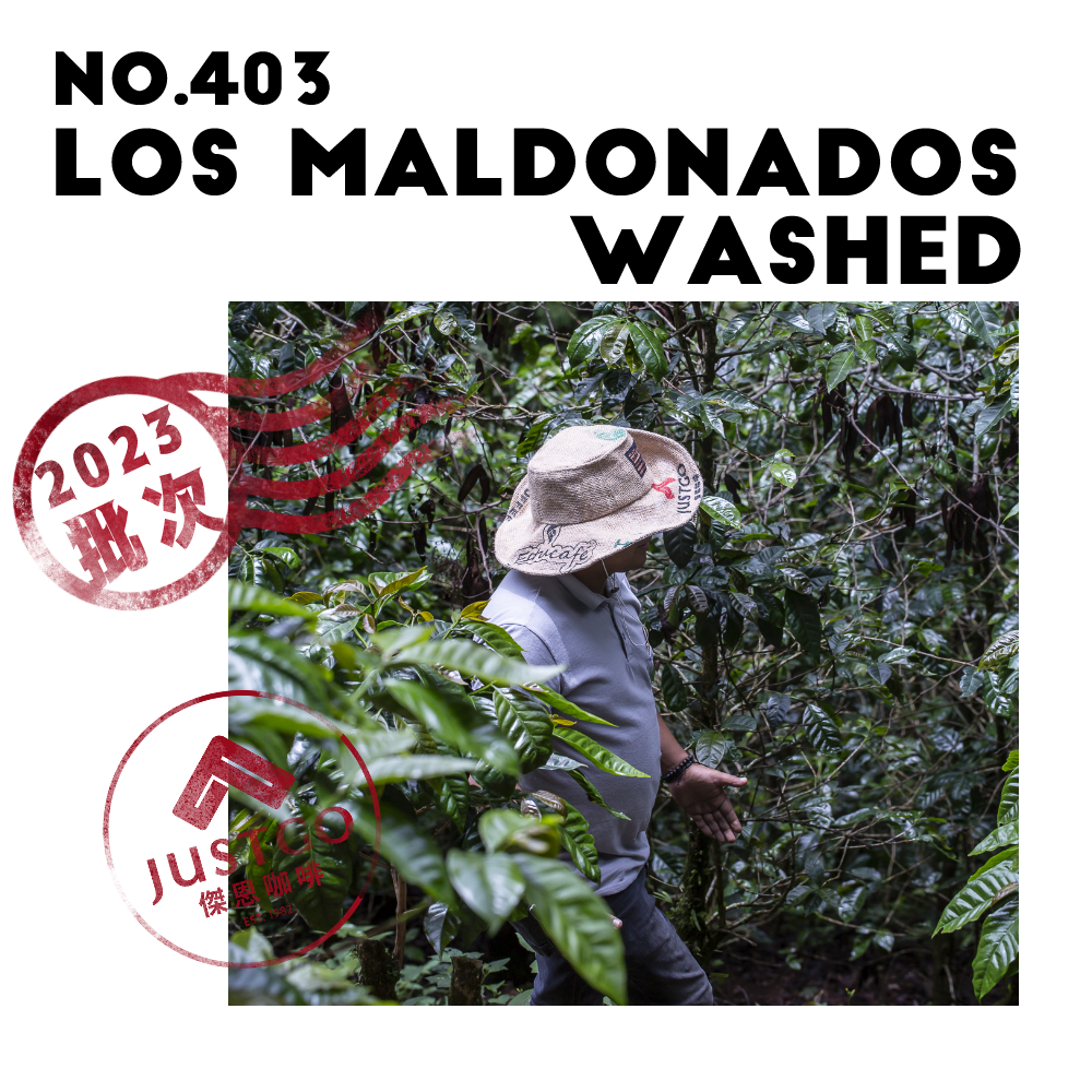 [生豆] No.403 宏都拉斯 瑪多那多 水洗