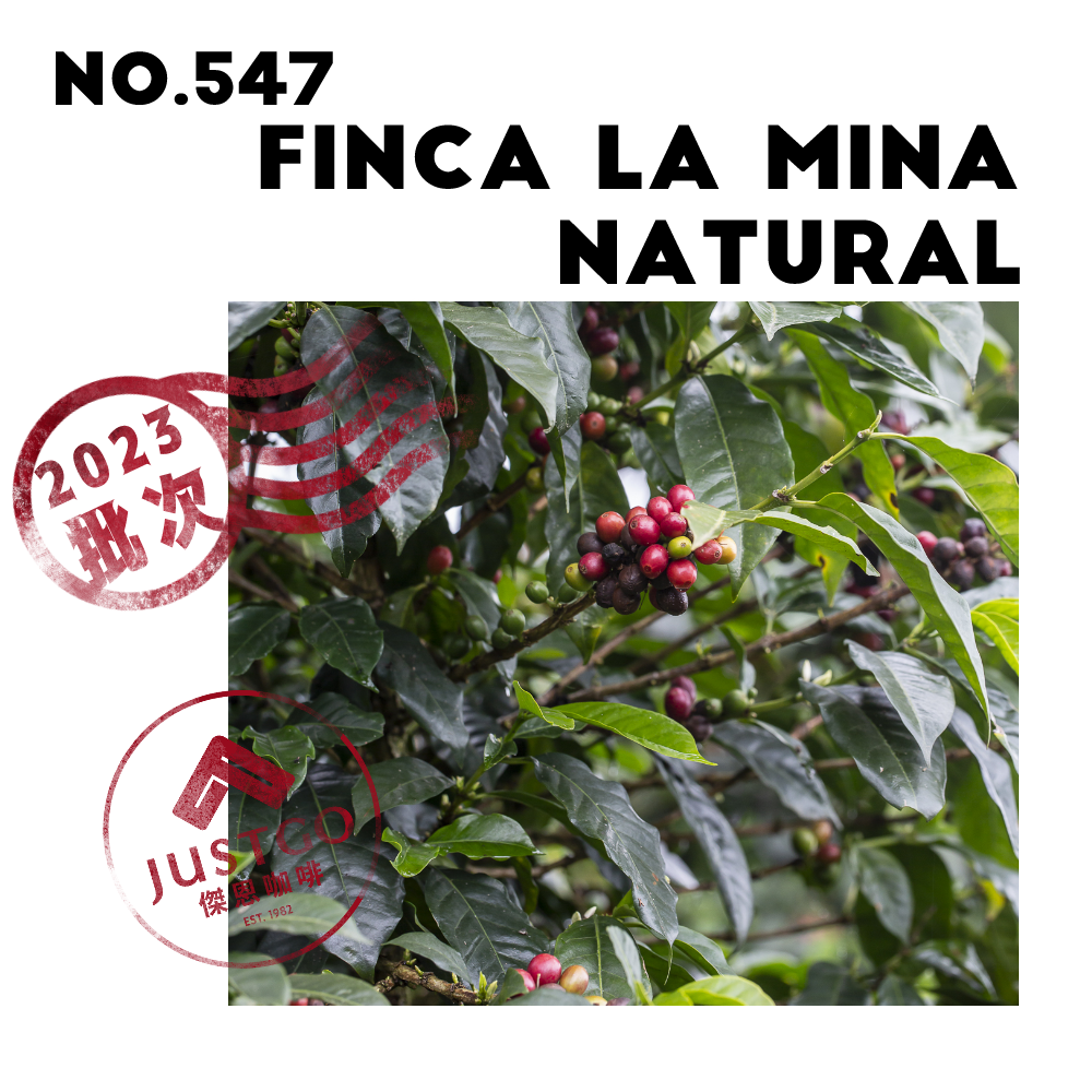 [生豆] No.547 宏都拉斯 米娜莊園 日曬