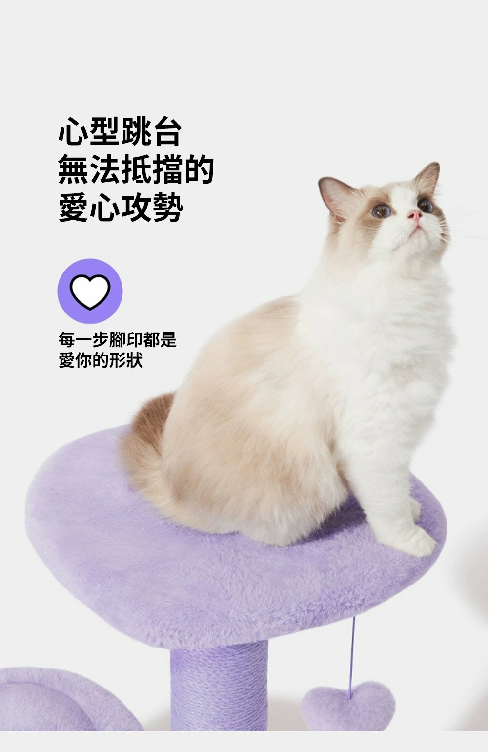 心動紫貓爬架