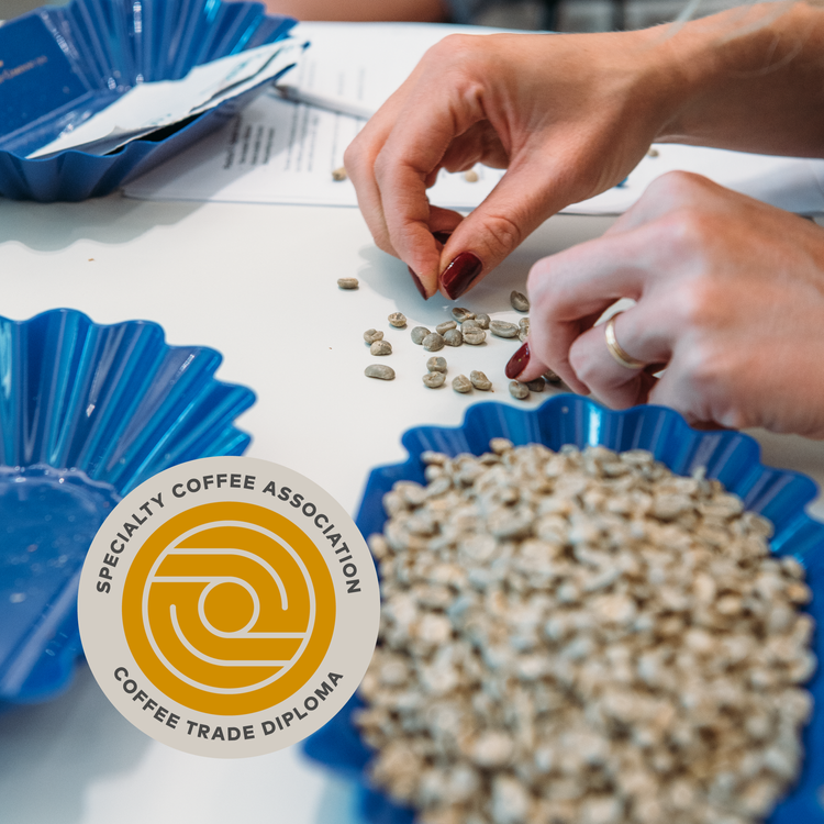 SCA 咖啡生豆貿易文憑