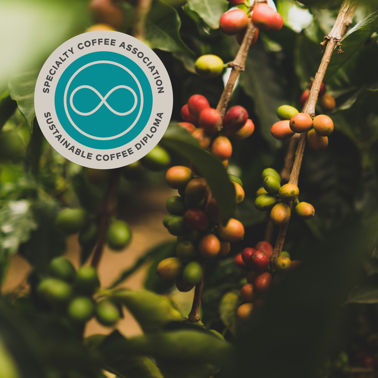 SCA 可持續發展咖啡文憑