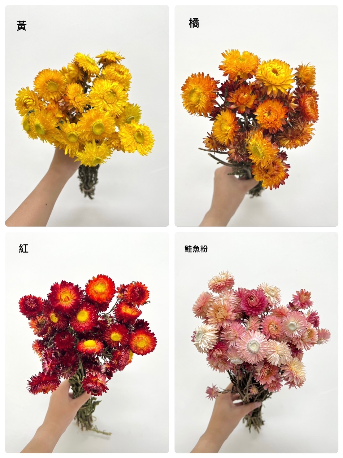 荷蘭乾燥麥桿菊