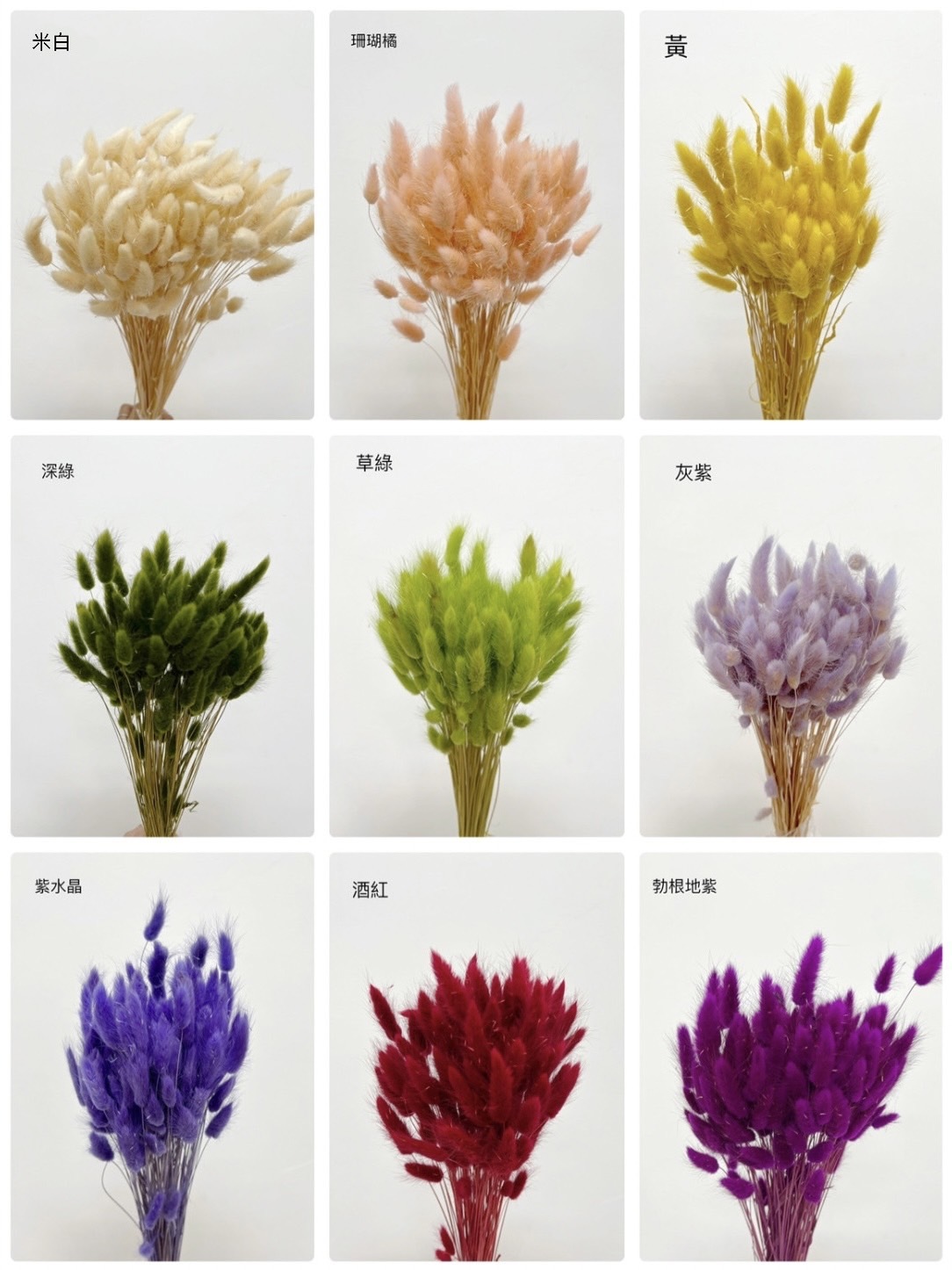 義大利原裝兔尾草