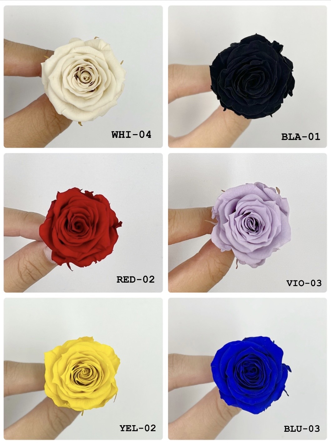 厄瓜多  ROSEAMOR XS 18 朵