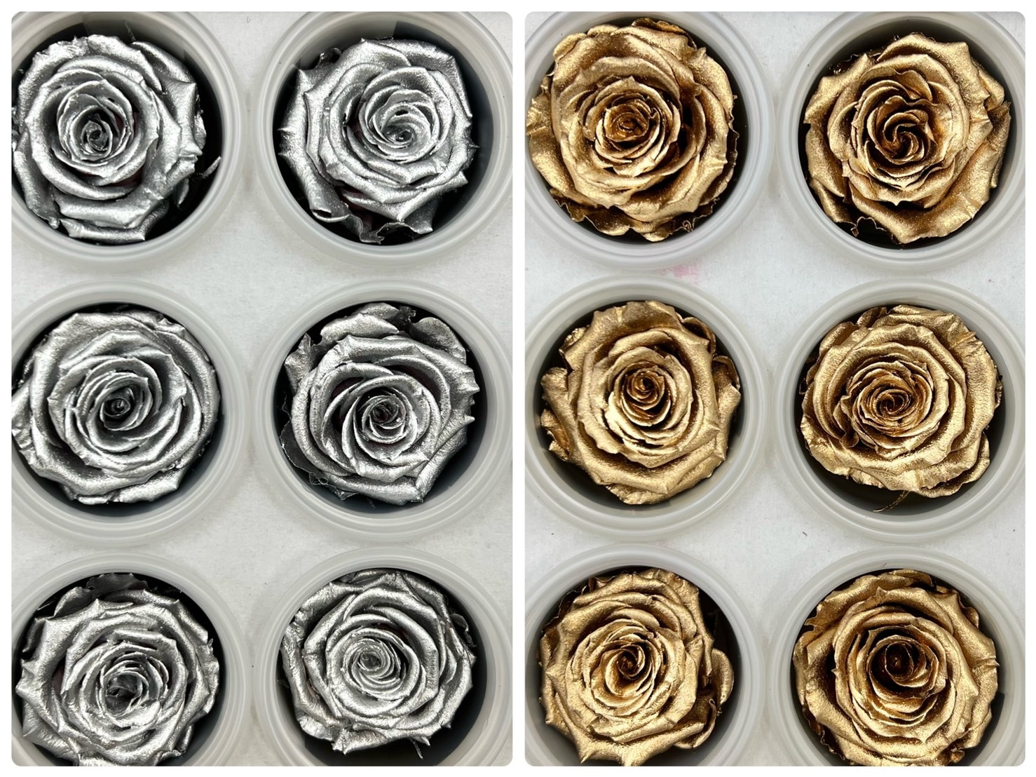 厄瓜多 ROSEAMOR S 12朵 特殊色