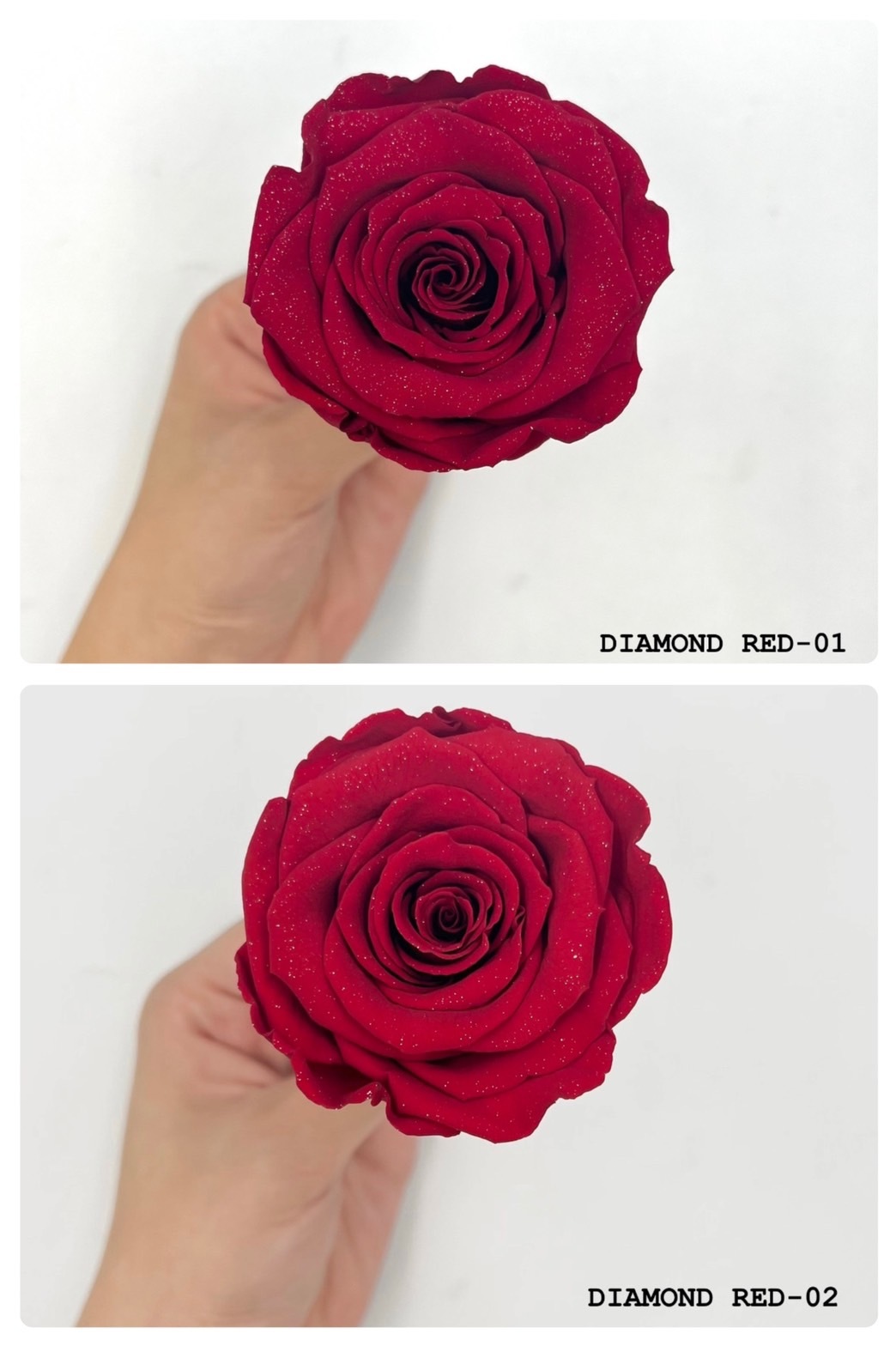 厄瓜多 ROSEAMOR XL Diamond Dust  (閃耀紅系列)