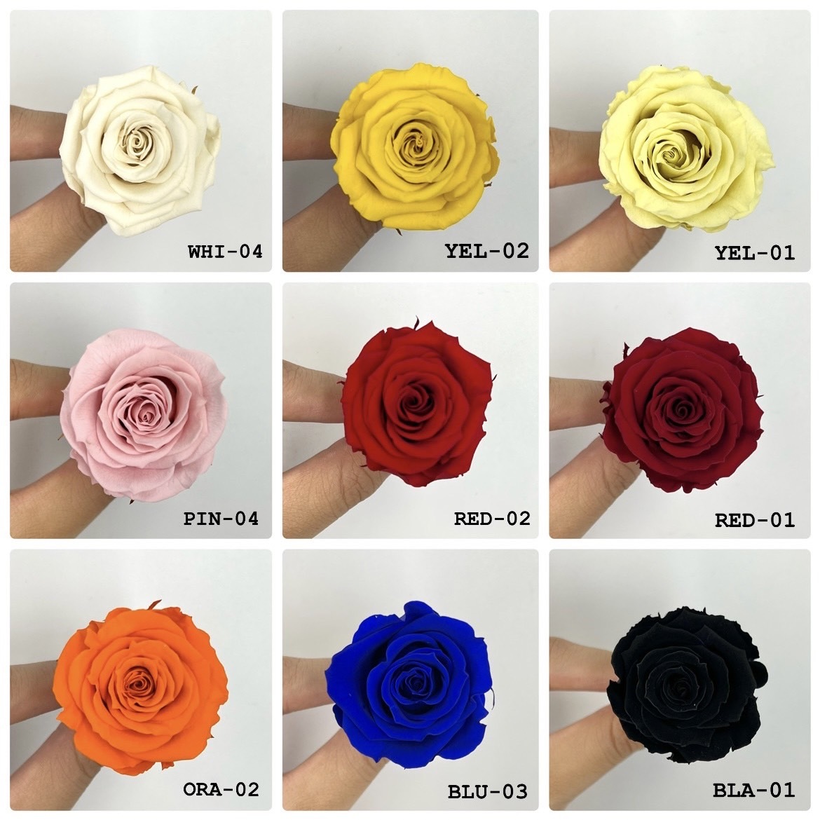 厄瓜多 ROSEAMOR S 12朵