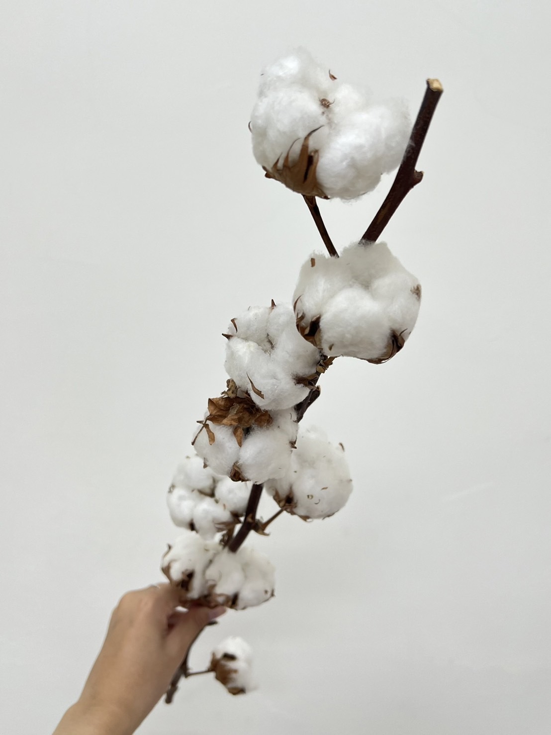 以色列乾燥天然棉花 (8頭)