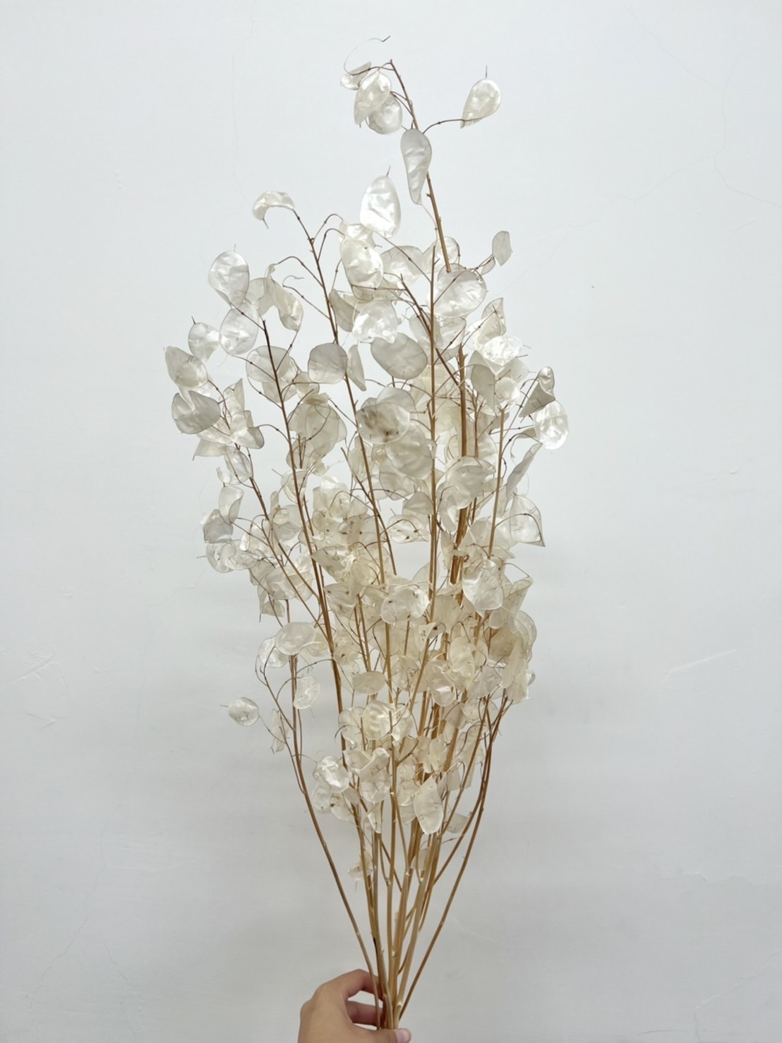 義大利乾燥銀扇葉-米白