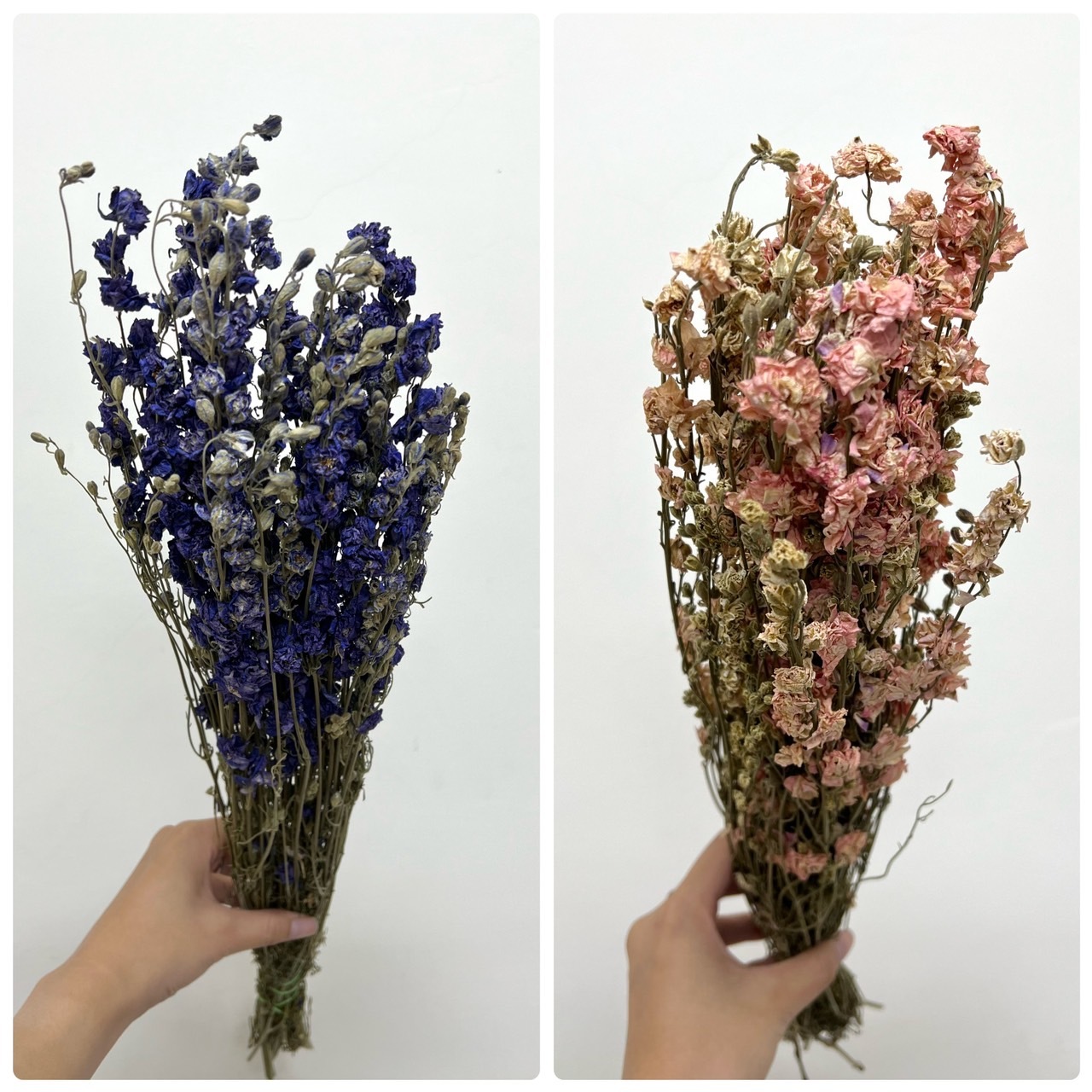 荷蘭乾燥千鳥草