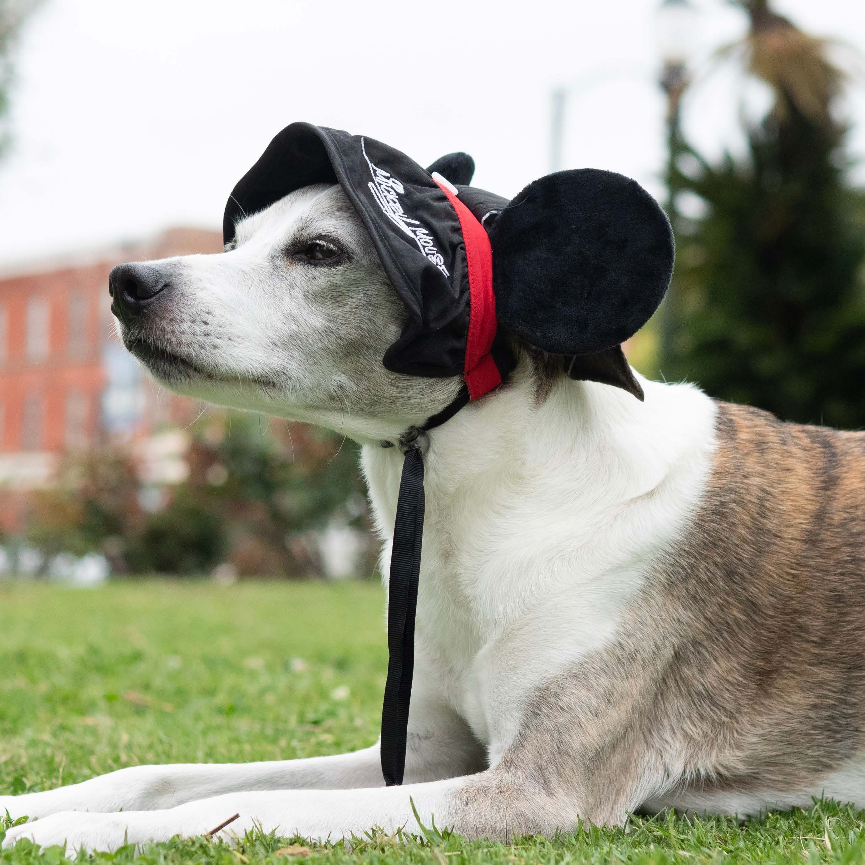 Mickey Mouse Premium Disney Ears Sun Hat for Pets